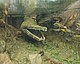Mastodonsaurus, the largest amphibian in the history of the earth, reached a length of 5 meters. Its life cycle has already been studied, and now its bones are to reveal further life data. Reconstruction in the Natural History Museum Stuttgart. | Credits: SMNS / Rainer Schoch