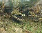 Mastodonsaurus, das größte Amphibium der Erdgeschichte, erreichte 5 m Länge. Sein Lebenszyklus wurde bereits untersucht, nun sollen seine Knochen weitere Lebensdaten freigeben. Rekonstruktion im Naturkundemuseum Stuttgart. | Bildquelle: SMNS / Rainer Schoch
